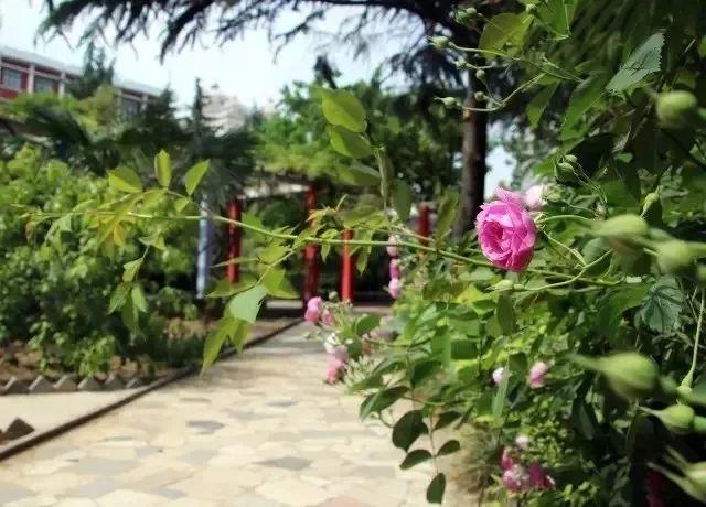 喜报！304am永利集团官网都会森林学校期末考试再创佳绩！