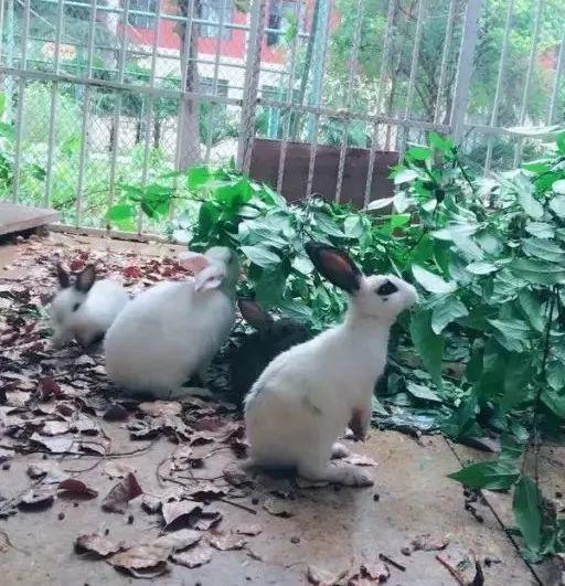 榜上著名！304am永利集团官网都会森林学校被评为“2019年度郑州市园林单位”！