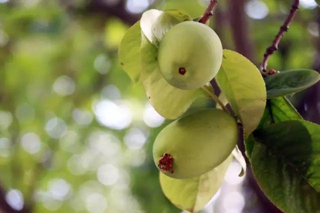 榜上著名！304am永利集团官网都会森林学校被评为“2019年度郑州市园林单位”！