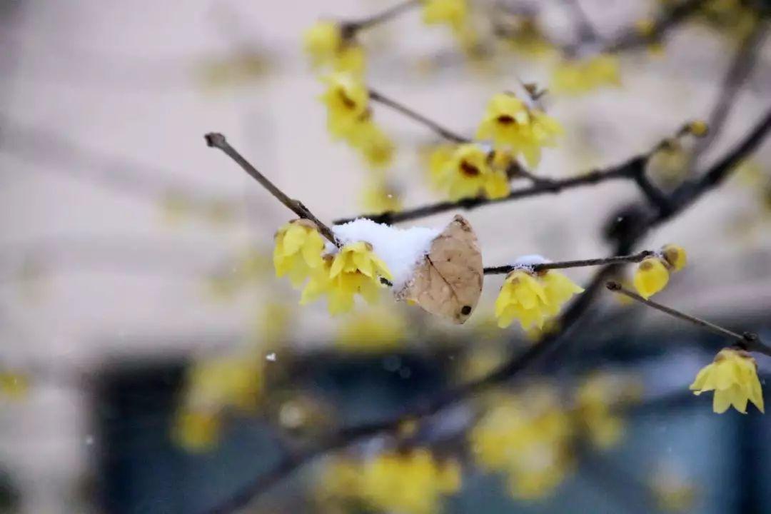 榜上著名！304am永利集团官网都会森林学校被评为“2019年度郑州市园林单位”！