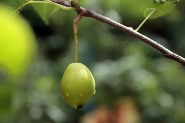 榜上著名！304am永利集团官网都会森林学校被评为“2019年度郑州市园林单位”！