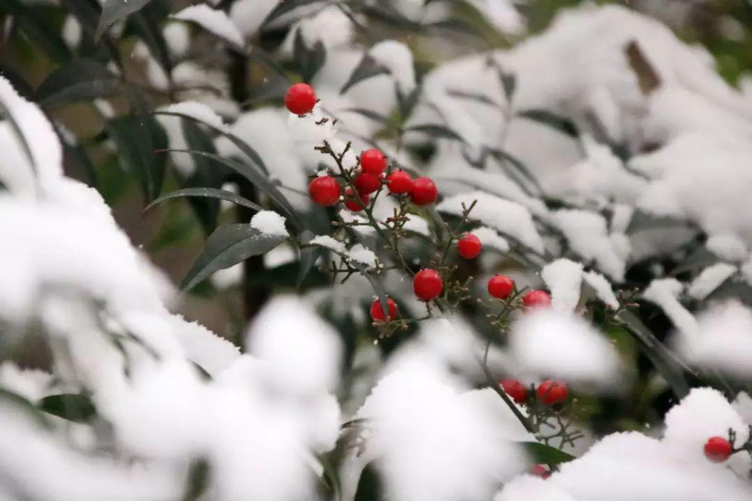 榜上著名！304am永利集团官网都会森林学校被评为“2019年度郑州市园林单位”！