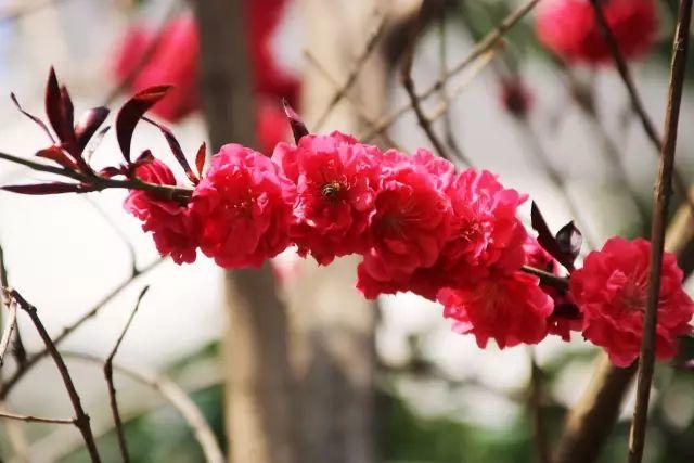 榜上著名！304am永利集团官网都会森林学校被评为“2019年度郑州市园林单位”！