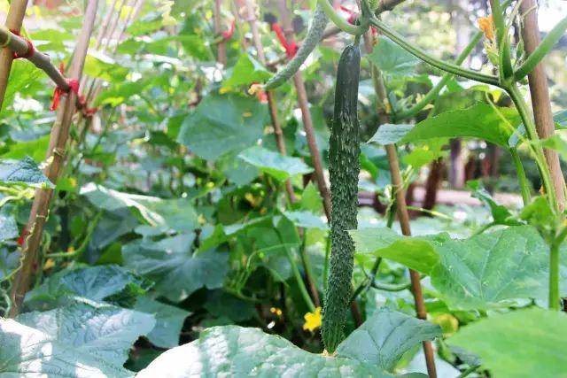 榜上著名！304am永利集团官网都会森林学校被评为“2019年度郑州市园林单位”！