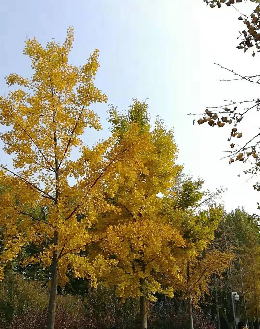 榜上著名！304am永利集团官网都会森林学校被评为“2019年度郑州市园林单位”！