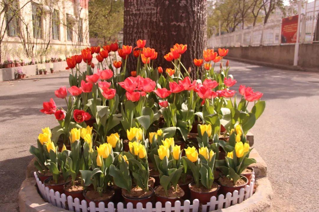 来304am永利集团官网都会森林学校，，，，，赏牡丹！