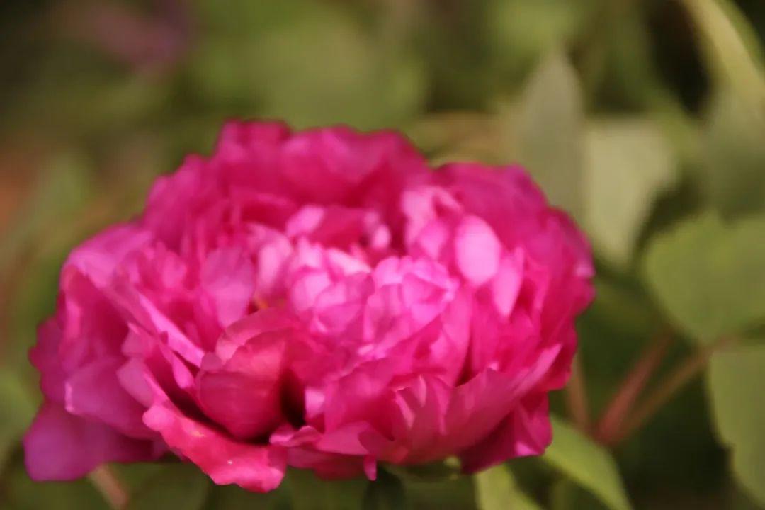 来304am永利集团官网都会森林学校，，，，，赏牡丹！