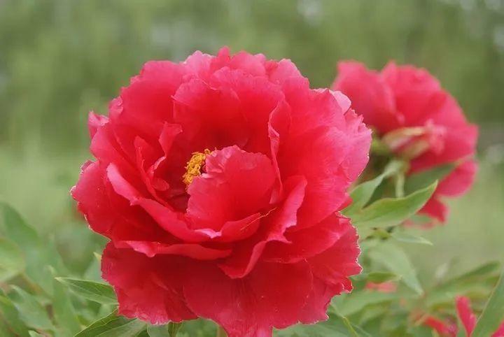 来304am永利集团官网都会森林学校，，，，，赏牡丹！