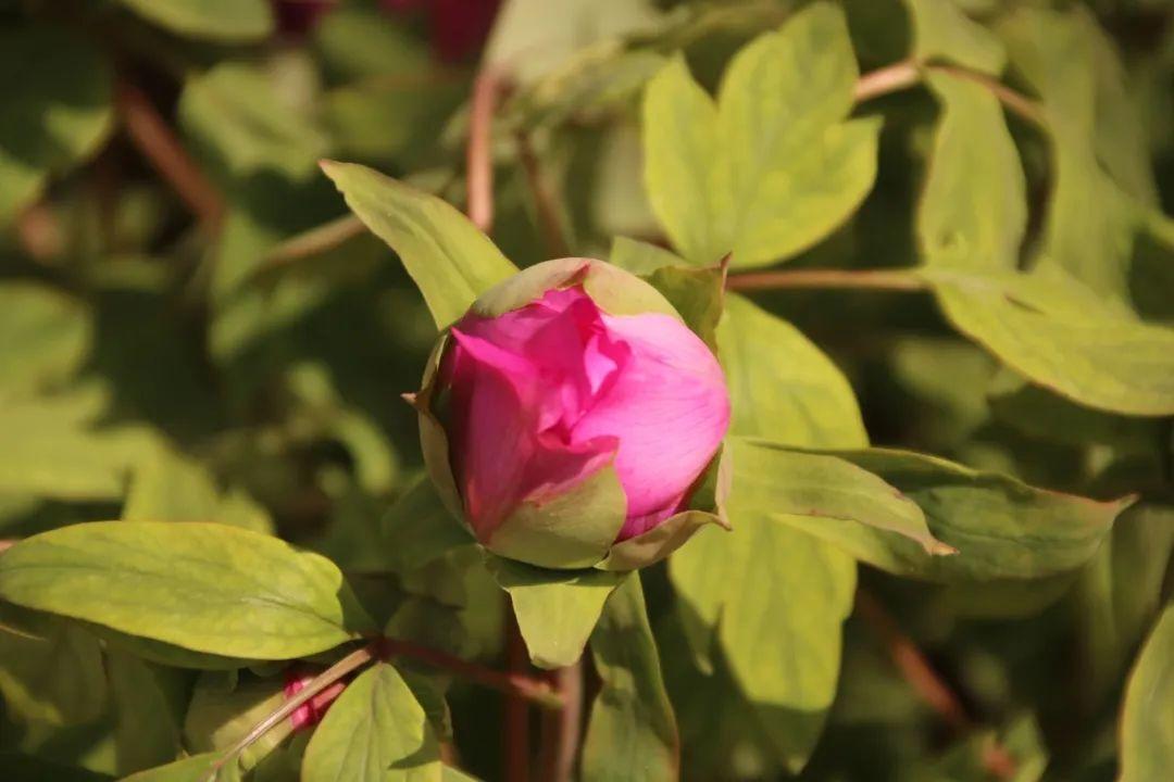 来304am永利集团官网都会森林学校，，，，，赏牡丹！