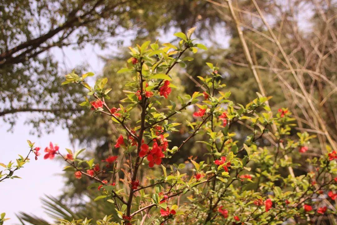 来304am永利集团官网都会森林学校，，，，，赏牡丹！