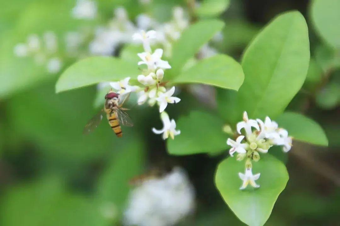 云赏花丨春天里的校园，，，，，和影象中一样美