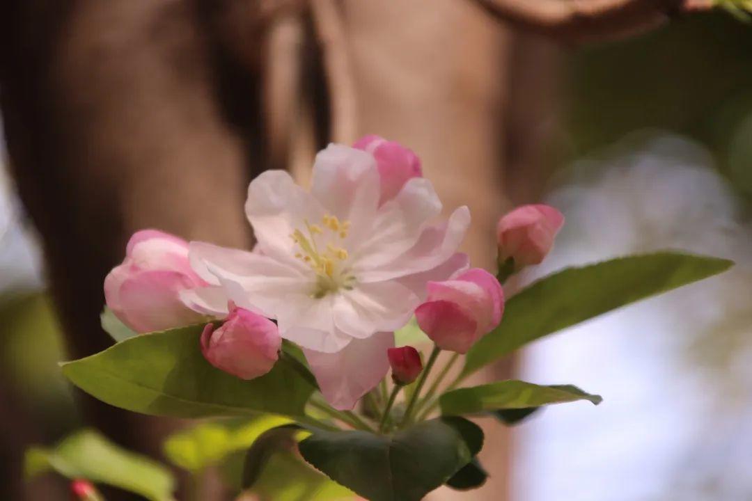 来304am永利集团官网都会森林学校，，，，，赏牡丹！