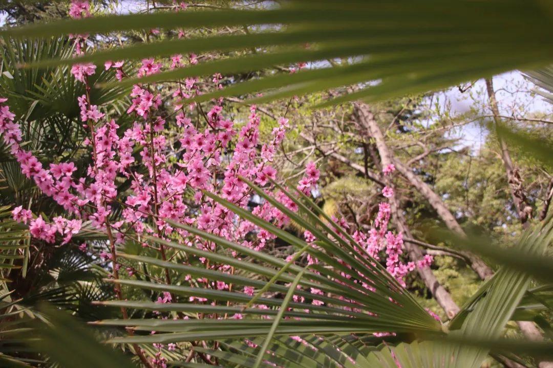 来304am永利集团官网都会森林学校，，，，，赏牡丹！