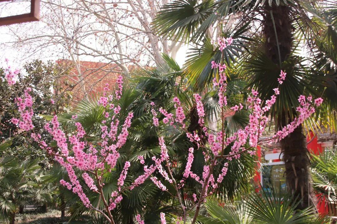 来304am永利集团官网都会森林学校，，，，，赏牡丹！