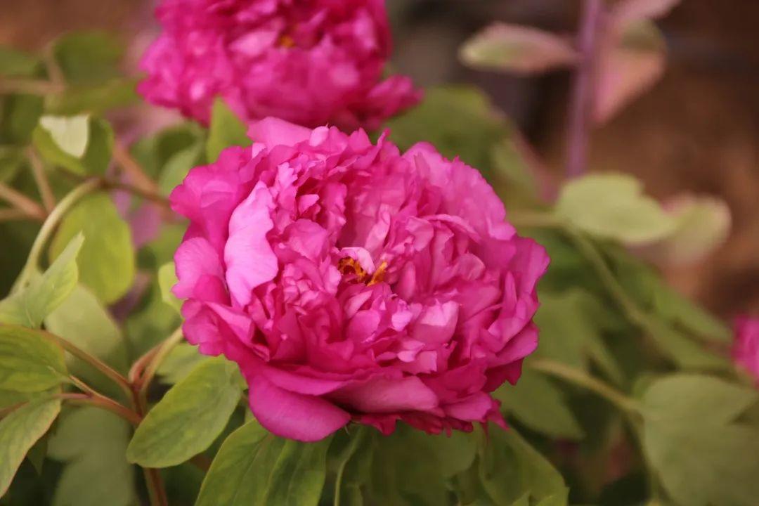 来304am永利集团官网都会森林学校，，，，，赏牡丹！