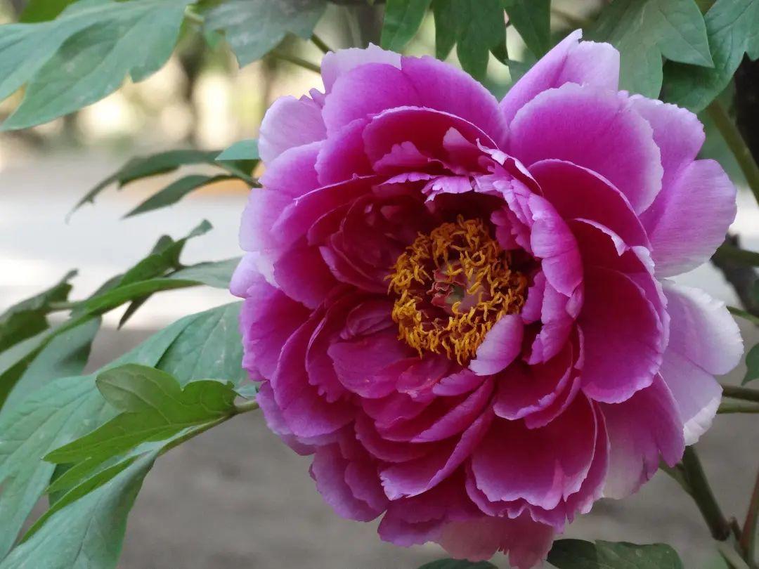 来304am永利集团官网都会森林学校，，，，，赏牡丹！