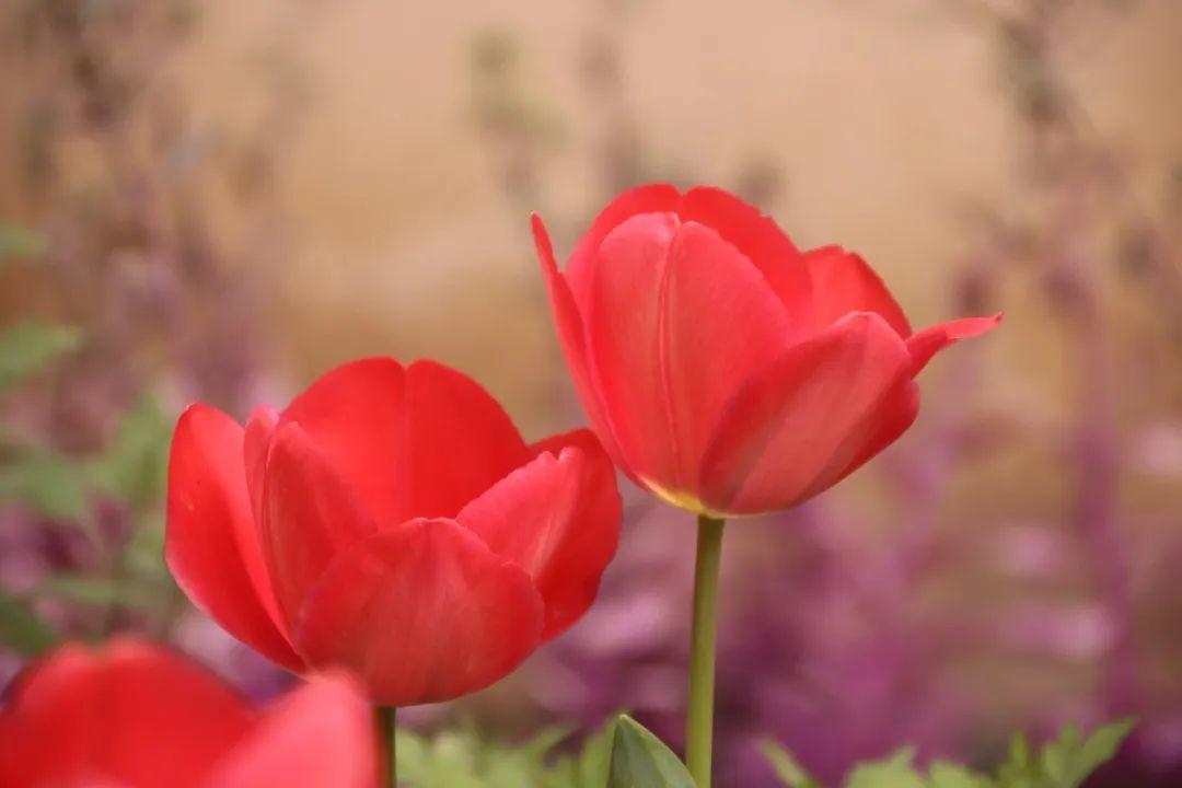 来304am永利集团官网都会森林学校，，，，，赏牡丹！