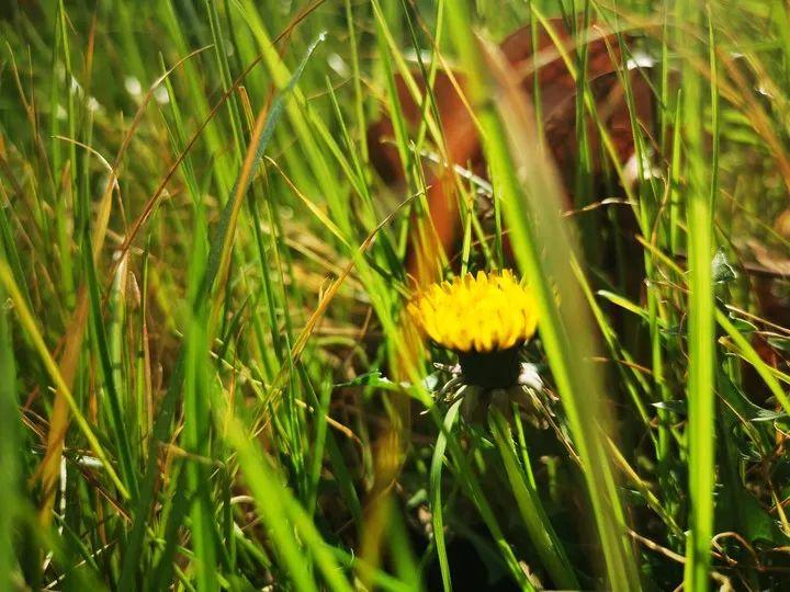 云赏花丨春天里的校园，，，，，和影象中一样美